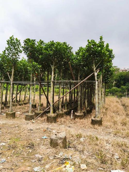 广东产地种植基地批发树菠萝米径5-8-10-20公分菠萝蜜树产地直销